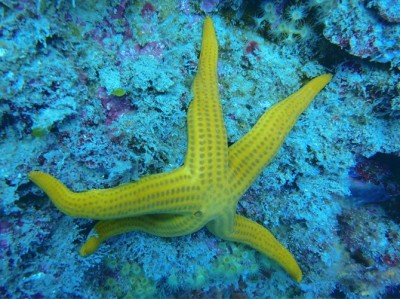 starfish diving