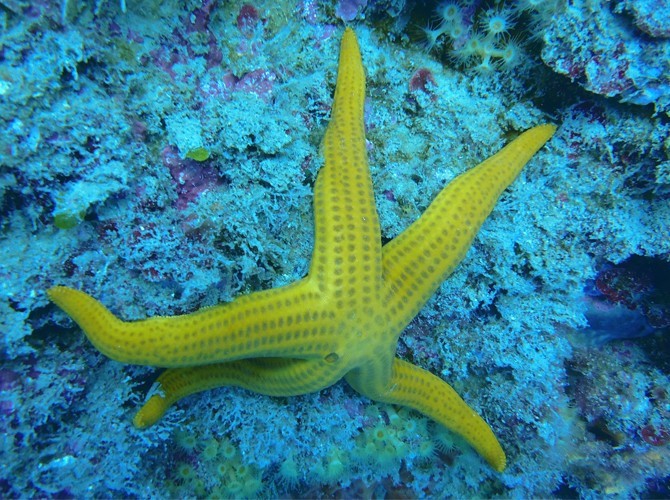 estrella de mar buceo