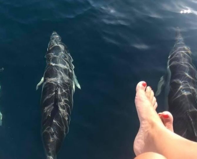 Avistamiento de Delfines en Marbella desde Barco ¡Uaauuu!