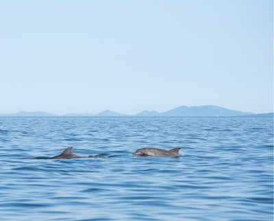 Avistamiento de Delfines en Estepona