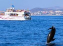 Dolphin Watching in Benalmádena
