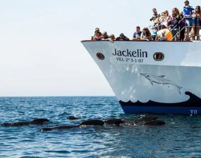 Avistamiento de Ballenas y...