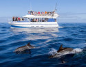 Avistamiento de Delfines y Ballenas en Catamarán en Gran Canaria