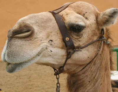 Paseo a Camello por las...