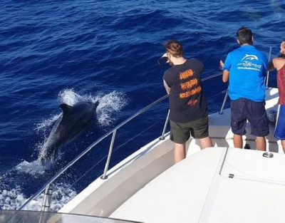 Avistamiento de Delfines en...