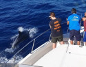 Avistamiento de Delfines en Caleta de Fuste, Fuerteventura