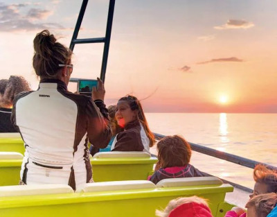 Avistamiento de Delfines al...