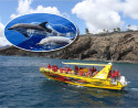 Avistamiento de Delfines desde Puerto del Carmen Lanzarote
