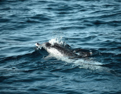 Avistamiento de Delfines al...