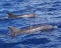 Private Sunset Dolphin Tour in Gran Canaria