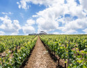 Visita Guiada y Cata de Vino a Bodegas Excelencia con Comida