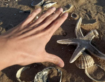 Excursión en barco Isla de...