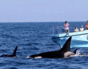 Whale, Dolphin & Orca Watching from Tarifa