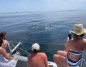 Dolphin watching in Málaga on a Catamaran