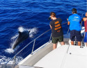 Avistamiento de Delfines en Caleta de Fuste, Fuerteventura